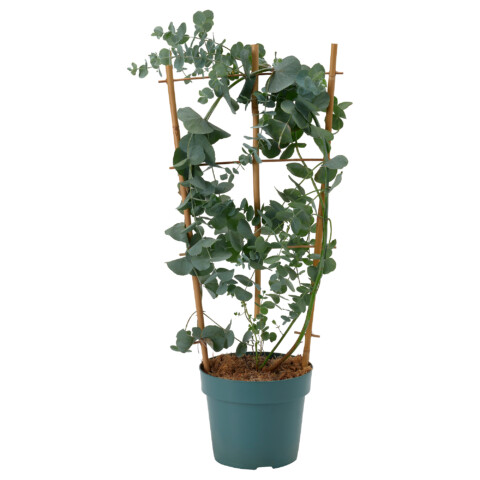 Растение в горшке, эвкалипт, 17 см IKEA EUCALYPTUS 806.041.38